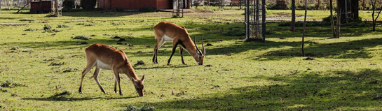 Wildparadies Tripsdrill Cleebronn Württemberg Wildtiere Familie