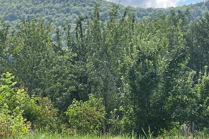 Grundstück Bissingen an der Teck Bissingen - 345.000&euro; | Angebot:25696488