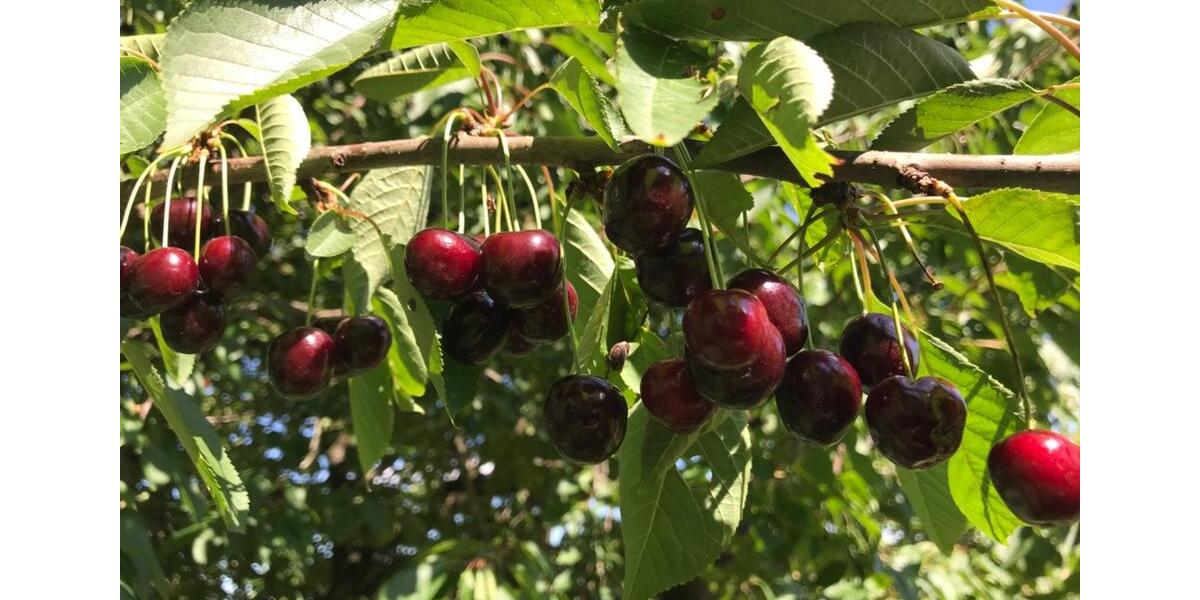 Grundstück Schorndorf - 44.990&euro; | Angebot:25174616