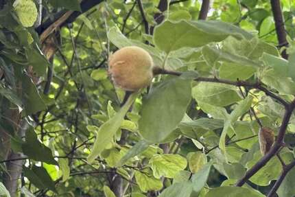 Grundstück Schorndorf - 250.000&euro; | Angebot:25382518