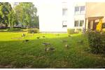 Wohnen direkt am Böblinger Park und Oberen See - 4-Zimmer-Wohnung und Aufzug – - Etagenwohnung Böblingen | Angebot:26940430