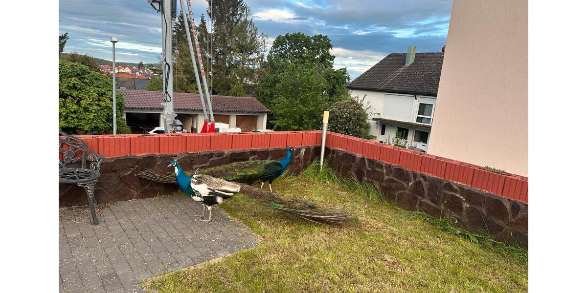 Mehrfamilienhaus, Wohnhaus Magstadt - 6 Zimmer, 387 m&sup2;, 1.349.000&euro; | Angebot:24984052